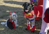 Dogs on Halloween