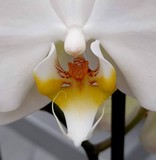 ORCHIDS