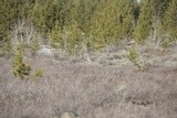 can you see a Deer & 2 Sand Hill Cranes ?