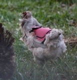 YEP! A HEN wearing clothes ...seen everything now 