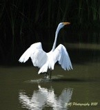 Great Egret