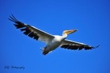 American White Pelican