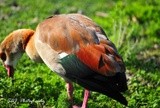 Egyptian Goose