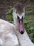 Juvenile Mute Swan 14