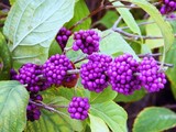 Beautyberry