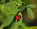 March Ladybug