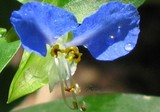 2005 Summer Flower Collection 5-Blue Dayflower
