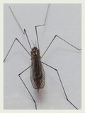 THIS IS NOT A MOSQUITO