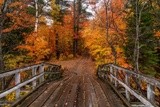 The dampness after a rainfall enhances an autumn scene.