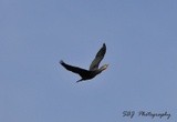 Double Crested Cormorant 