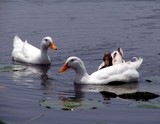 3 duck closeup