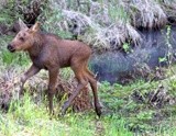 baby Moose