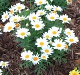 white marguerite daisies