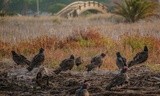 Turkey Vultures - October 2022