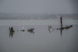 Schooner Forester on a Fall Morning - October 2022