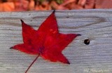 Fall Maple Leaf