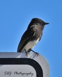 Black Phoebe