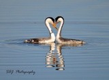 Clarks Grebes