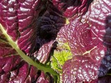 Ornamental Red Cabbage