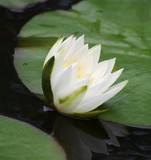 Early May Waterlily