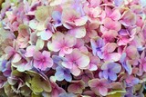 Pink Hydrangea