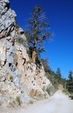 Tree Growing Between Rocks