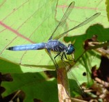 Blue Dragonfly