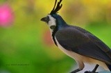 White- throated Magpie-Jay