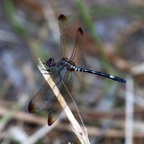 Swift Setwing Female