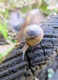 Snail