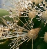 DROPLETS ON CACTUS THORNS