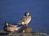 Blue winged Teal 