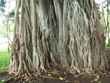 Banyan