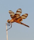 Female Halloween Pennant 080