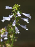 Lyre Leaf Sage