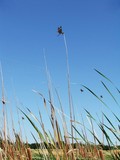 4 dragonflies in the wind