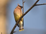 cedar waxwing 12x16 FB DSC 1938