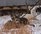 Albino Mule Deer in situ