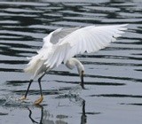 SNOWY EGRET