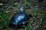 Eastern Painted Turtle P0592