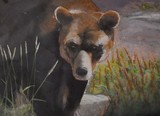 Vancouver Bear