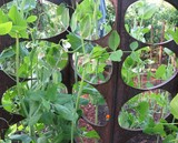 Sculpture and Snow Peas