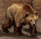 Grizzly Bear - 6_1_22