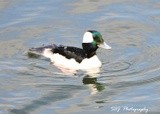 Bufflehead