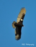 Turkey Vulture Southern California 