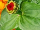 Opening a Zinnia, Yes!