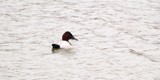 Canvasback at Unicorn Lake