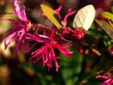 Barberry Blooms