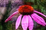 Coneflower