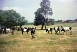 Dutch Belted Cattle aka Oreo Cows